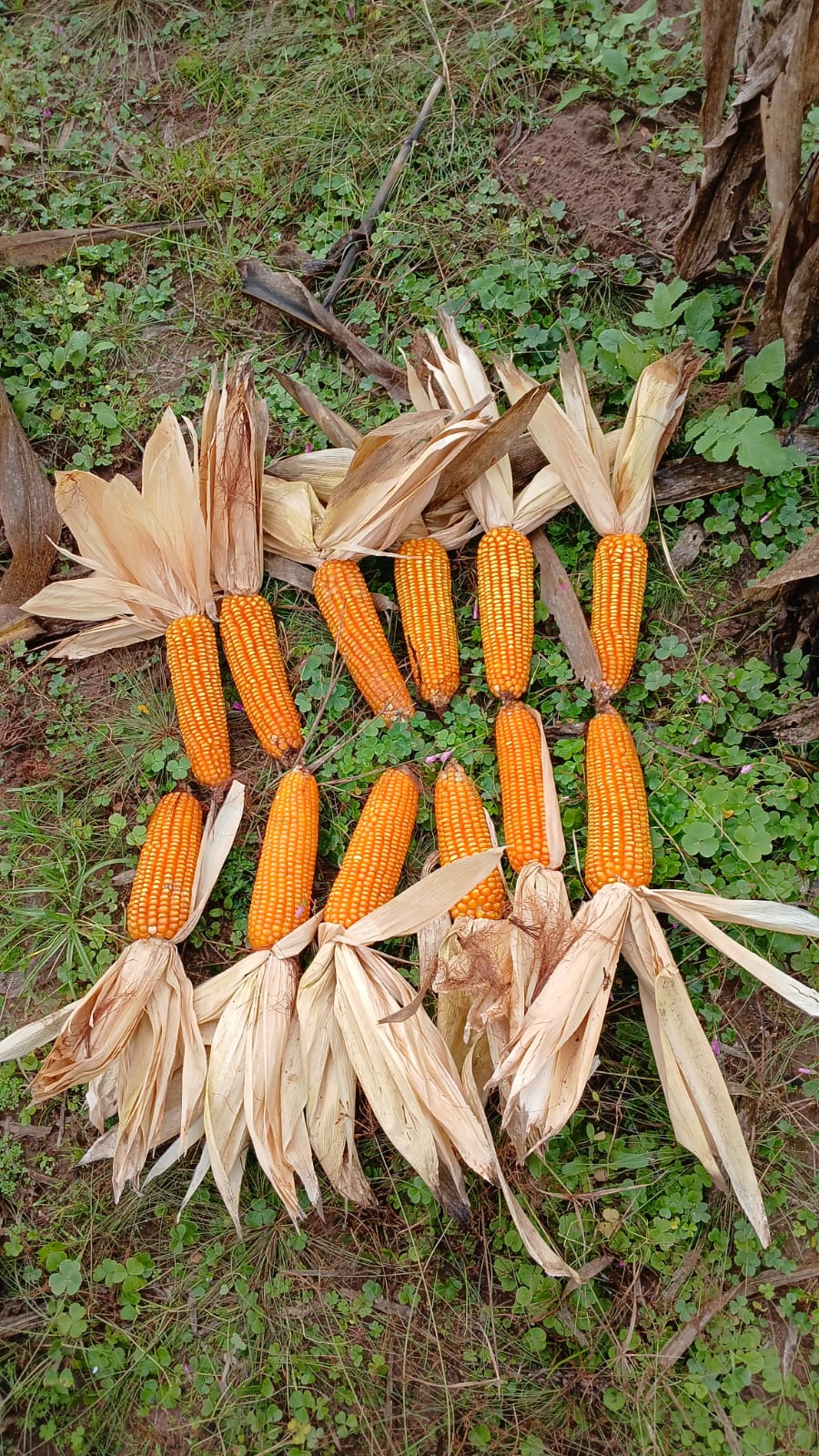 Espigas padronizadas