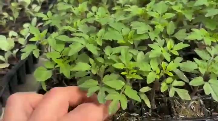 Mudas de tomate, alface e rúcula