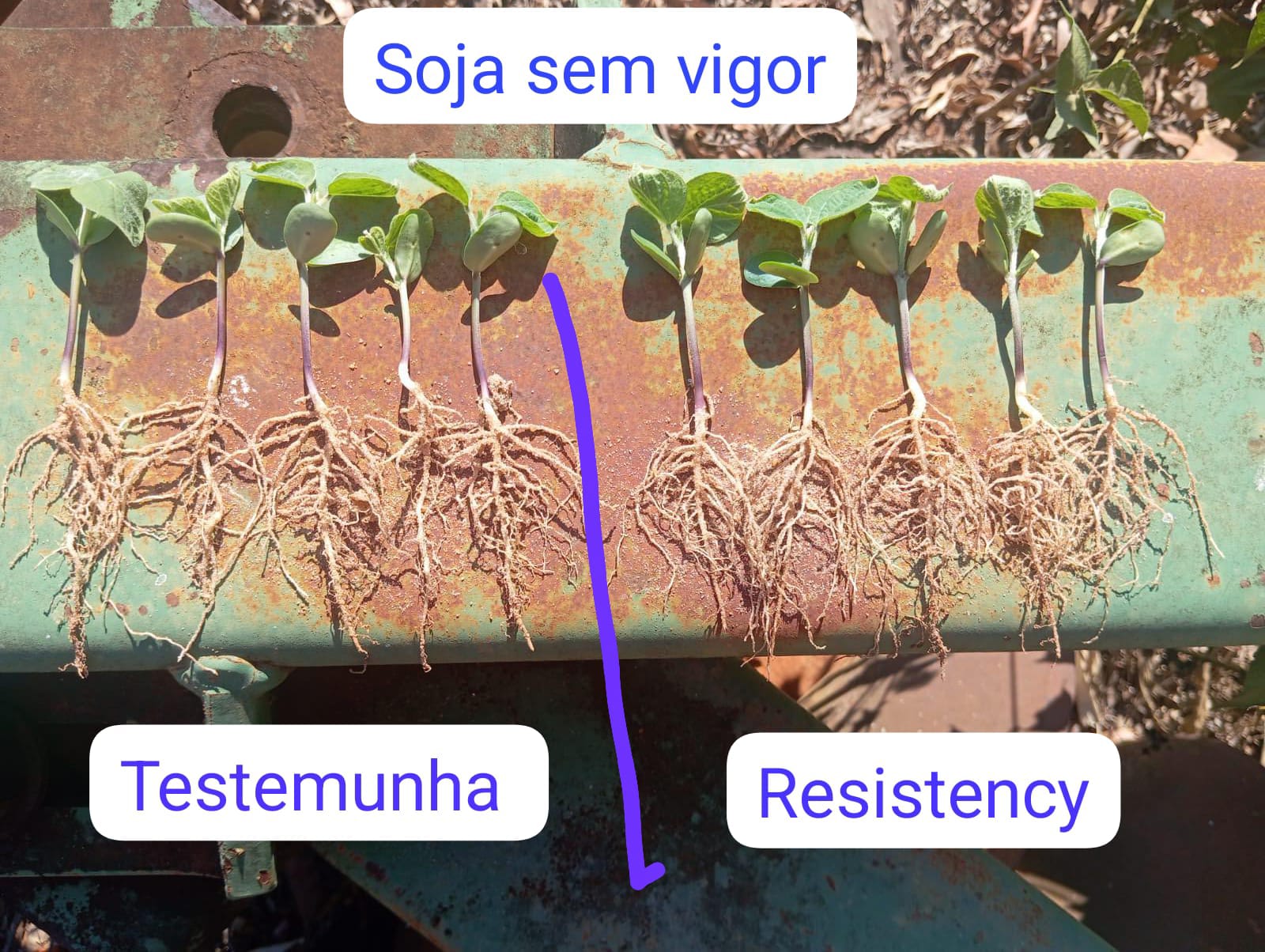 Soja com vigor