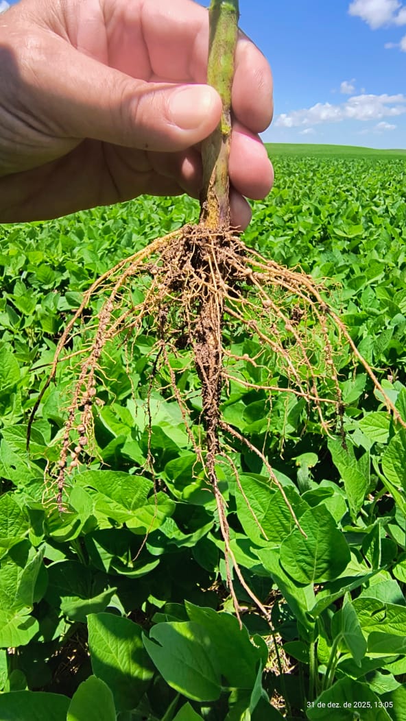 Nódulos fixadores
