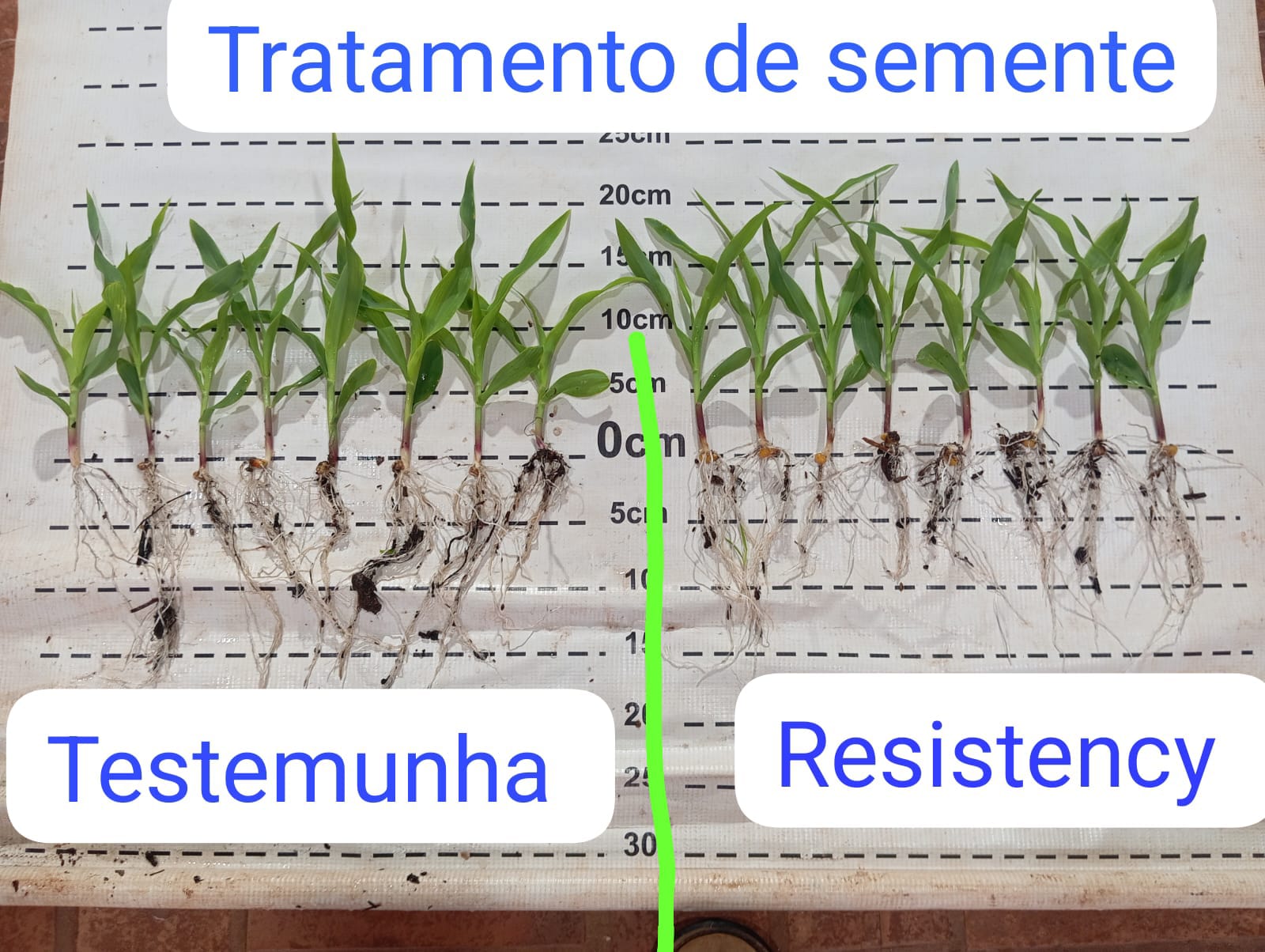 Tratamento de Sementes
