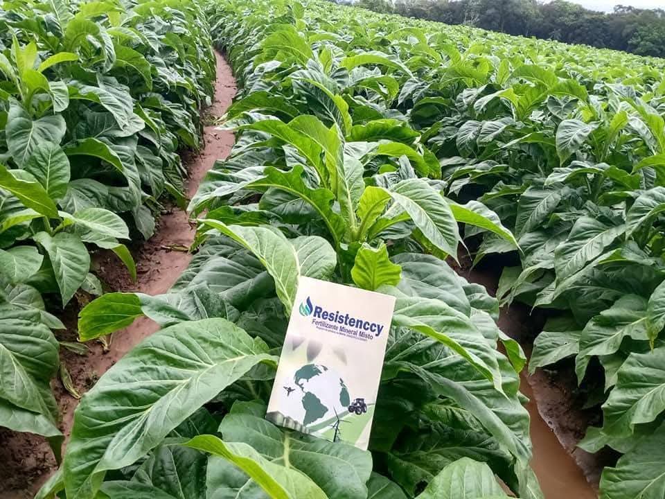 Lavoura de Tabaco