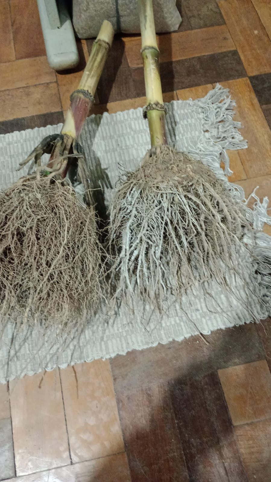 Gramíneas robustas
